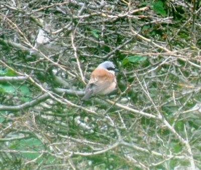 Red-backed Shrike