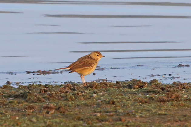 Blyth's Pipit