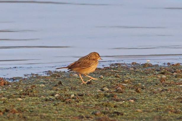 Blyth's Pipit