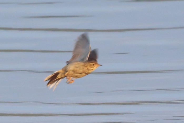 Blyth's Pipit