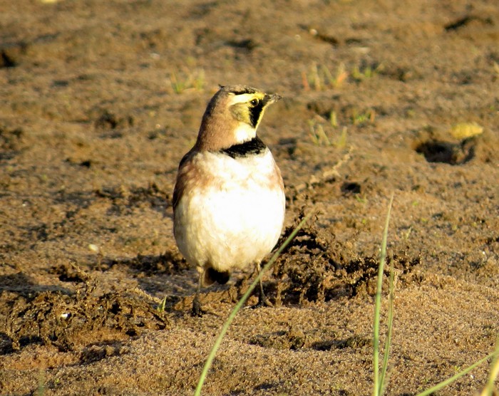 Shorelark