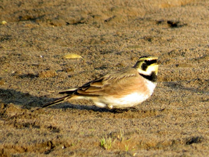 Shorelark