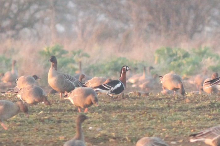 Red-breasted Goose