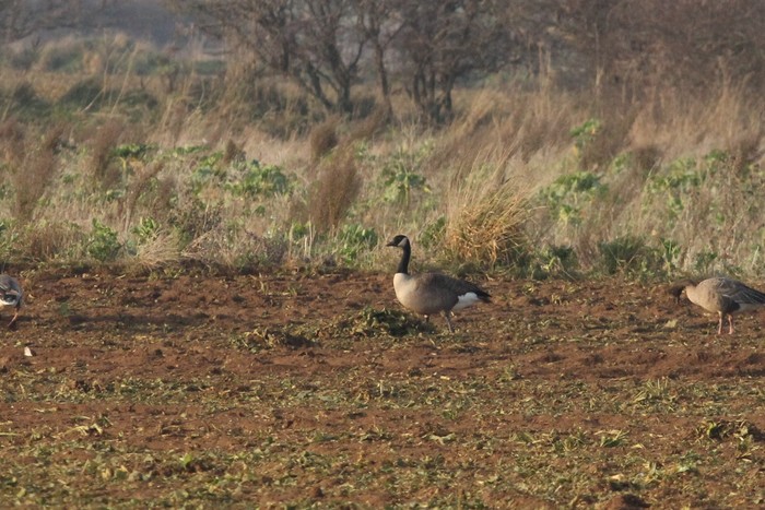 Todd's Canada Goose