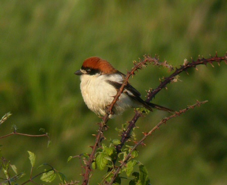 Woodchat Shrike