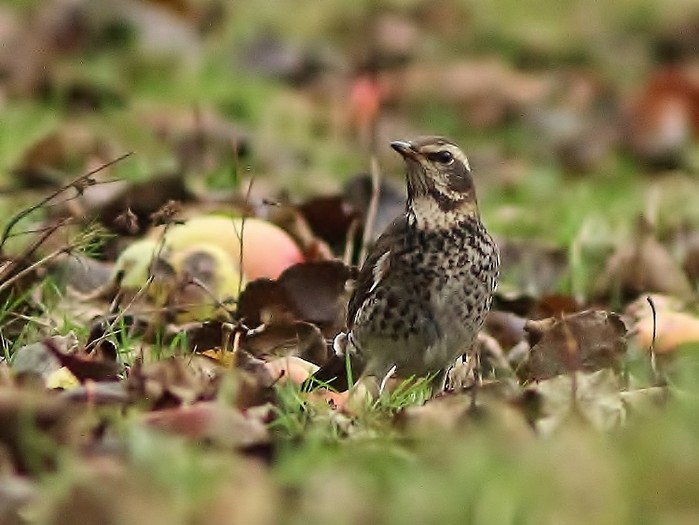 Dusky Thrush