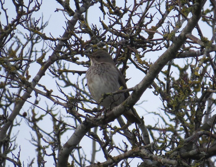 Black-throated Thrush