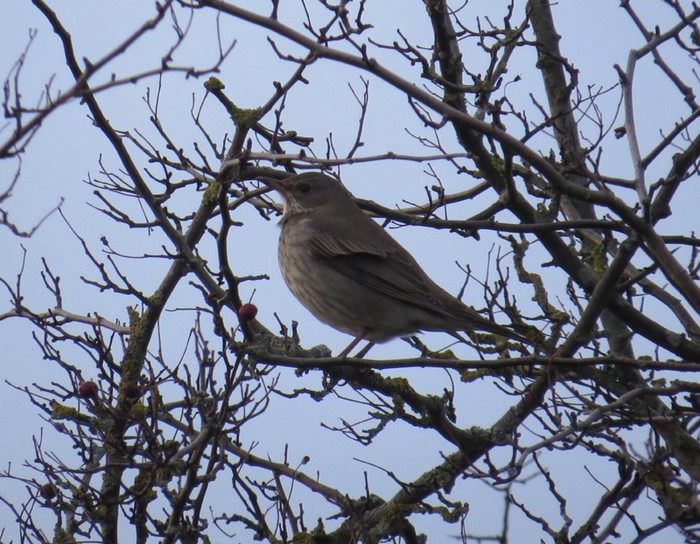 Black-throated Thrush
