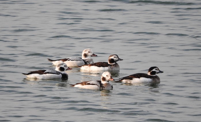 Long-tailed Duck
