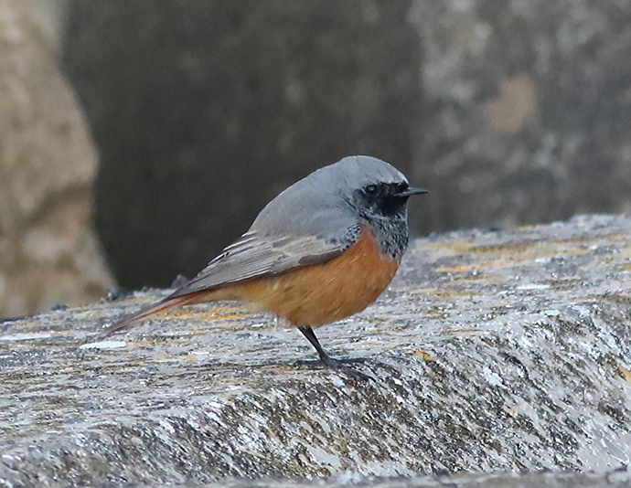 Eastern Black Redstart