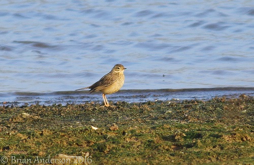 Blyth's Pipit