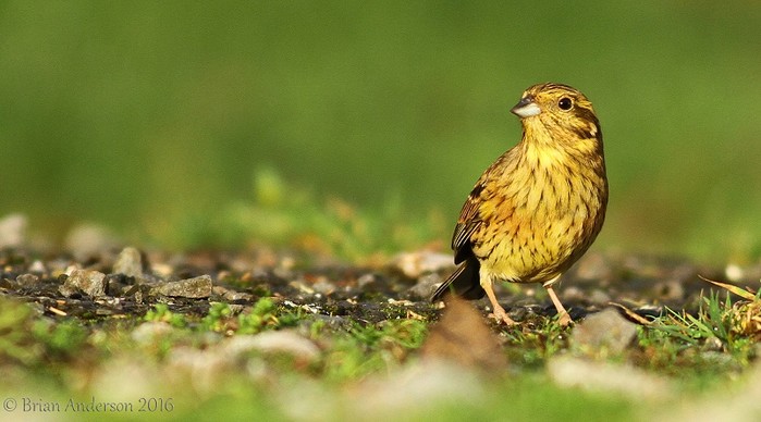 Cirl Bunting