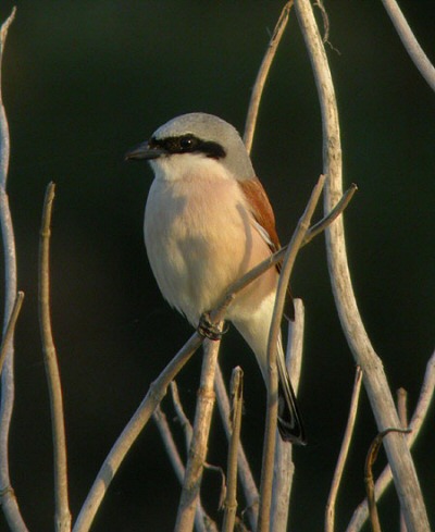 Red-backed Shrike