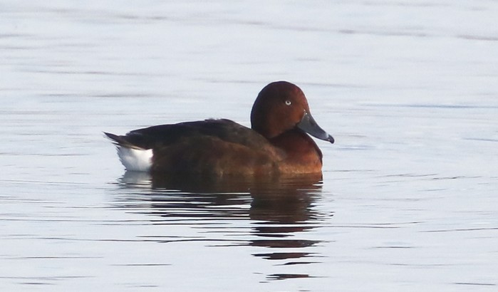 Ferruginous Duck