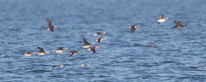 Long-tailed Duck