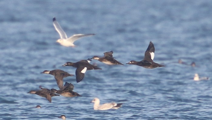 Velvet Scoter