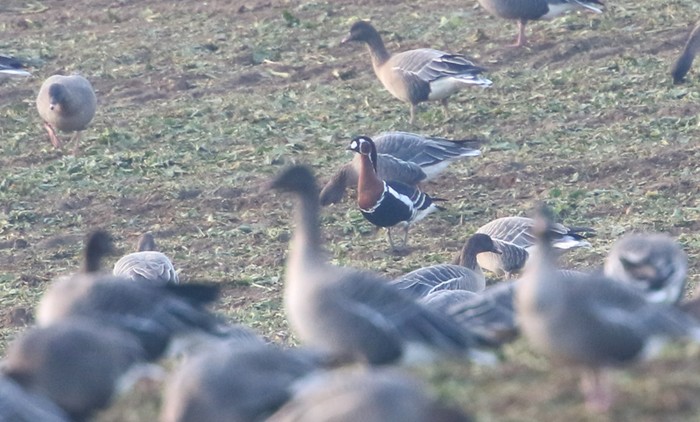 Red-breasted Goose
