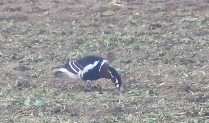 Red-breasted Goose