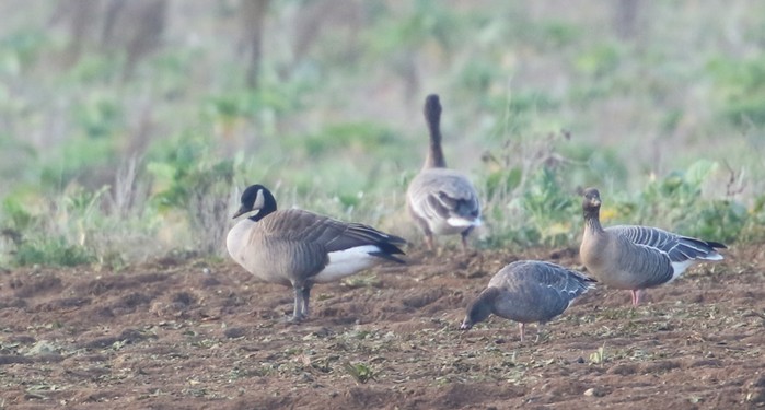 Todd's Canada Goose