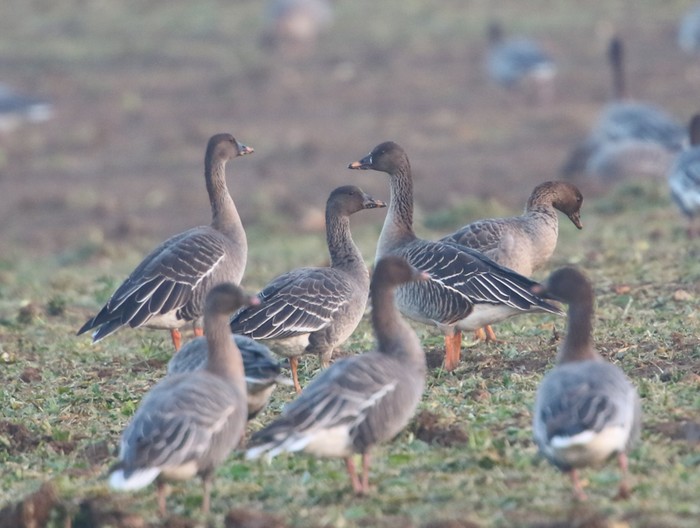 Tundra Bean Goose