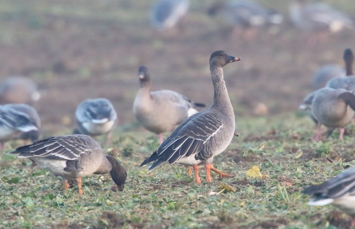 Tundra Bean Goose