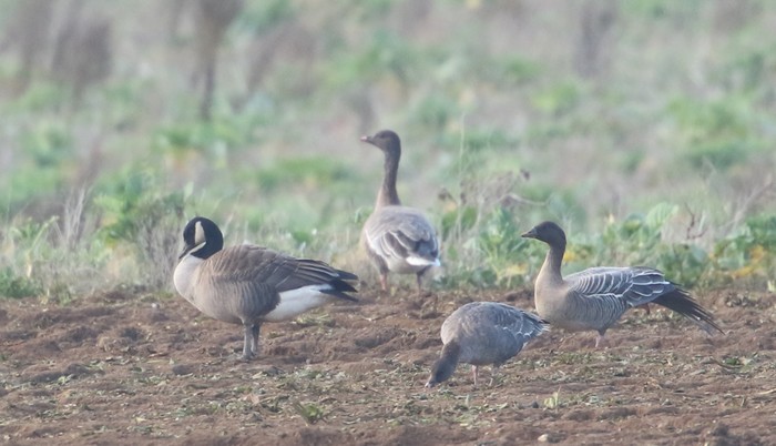 Todd's Canada Goose