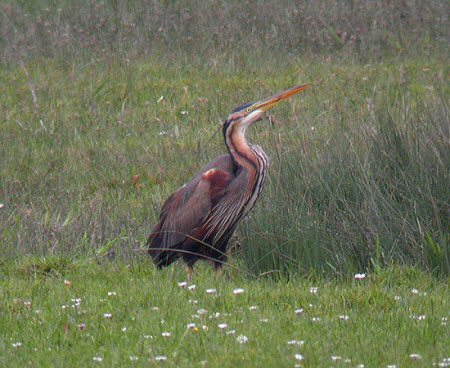 Purple Heron
