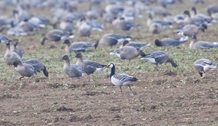 Barnacle Goose