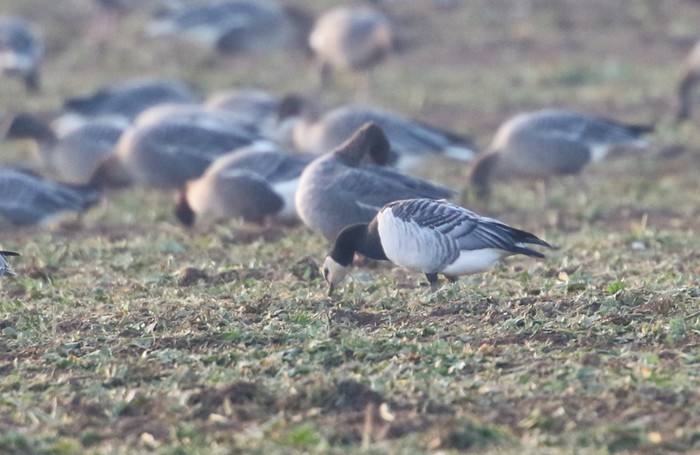 Barnacle Goose
