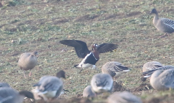 Red-breasted Goose