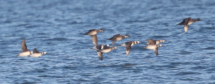 Long-tailed Duck