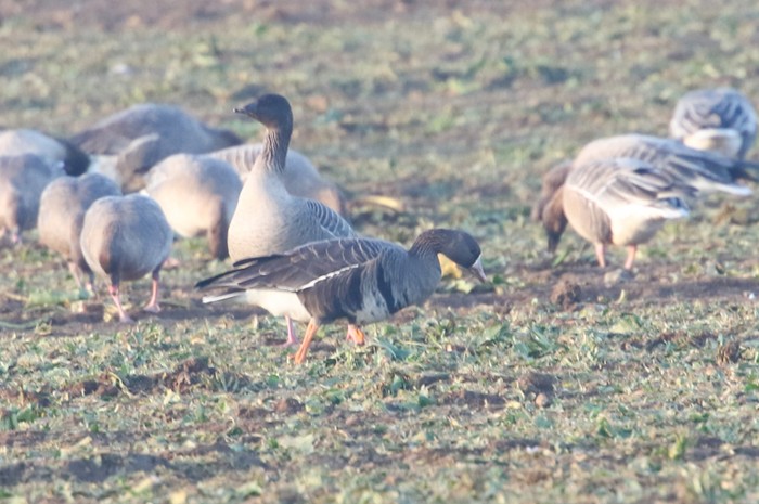 Eurasian White-fronted Goose