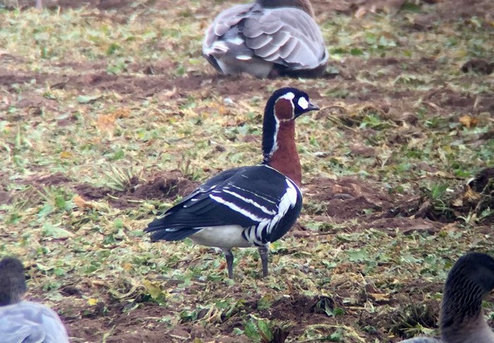 Red-breasted Goose