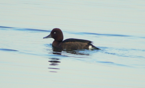 Ferruginous Duck