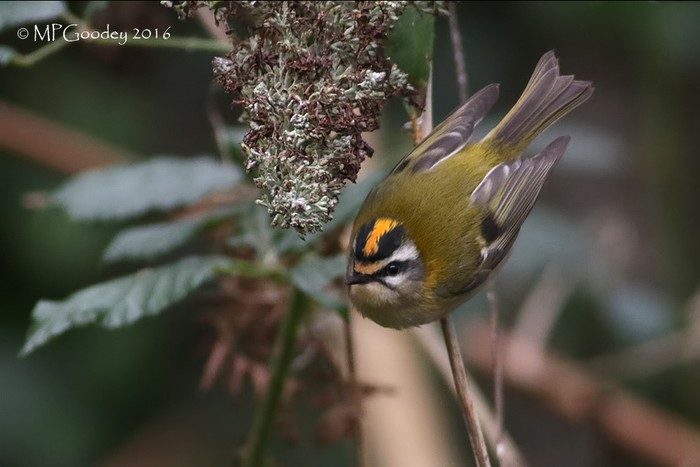 Firecrest