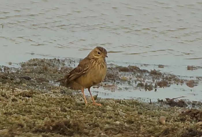Blyth's Pipit