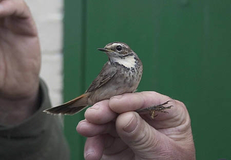 Bluethroat