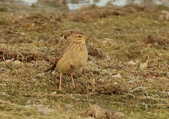 Blyth's Pipit