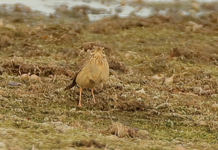 Blyth's Pipit