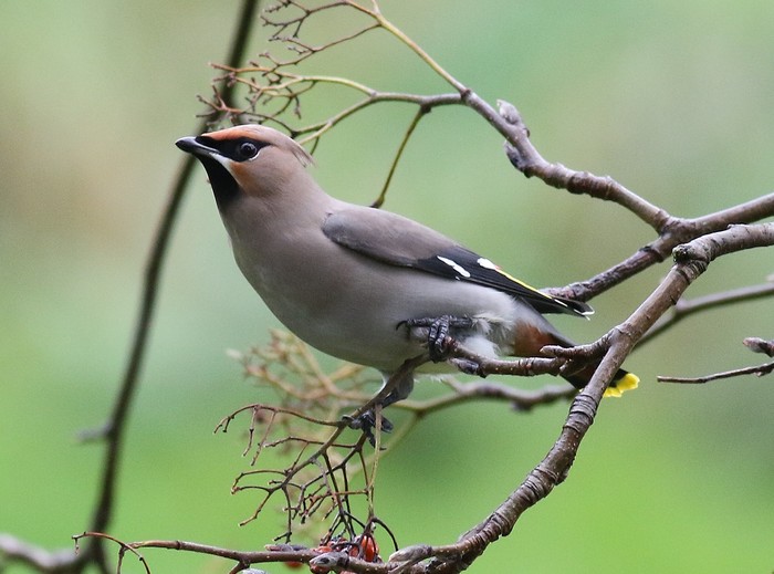 Waxwing
