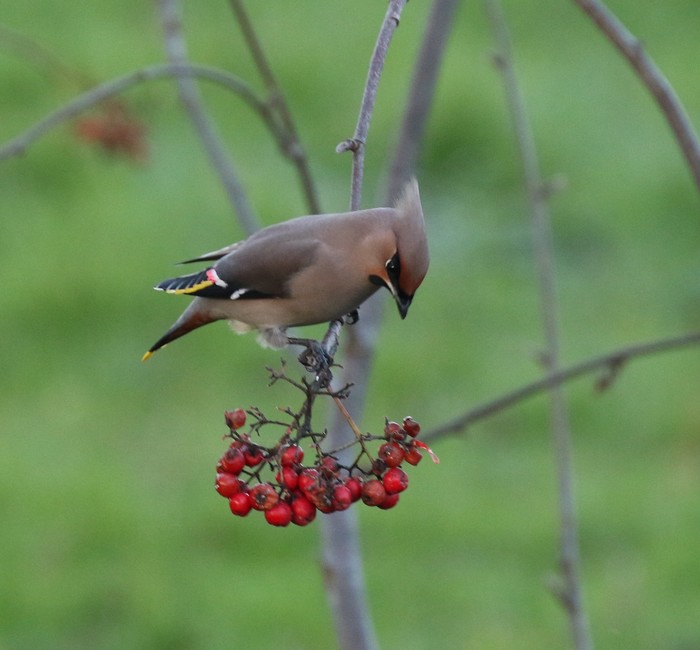 Waxwing