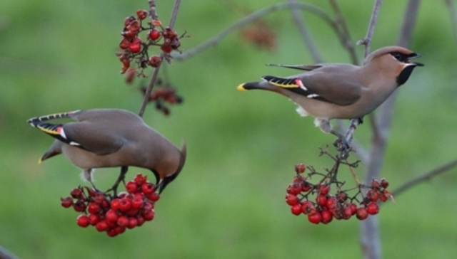 Waxwing