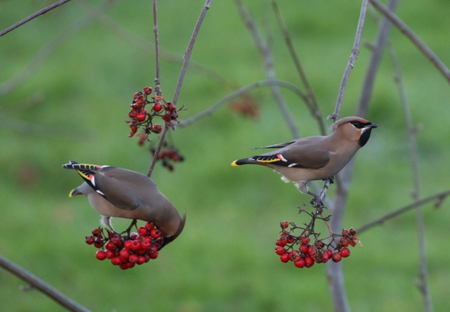 Waxwing