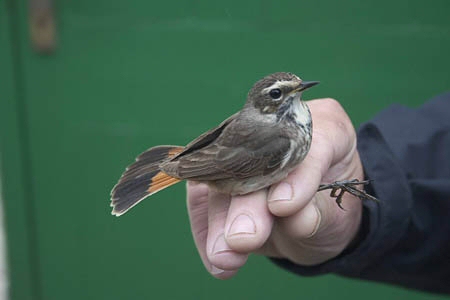 Bluethroat