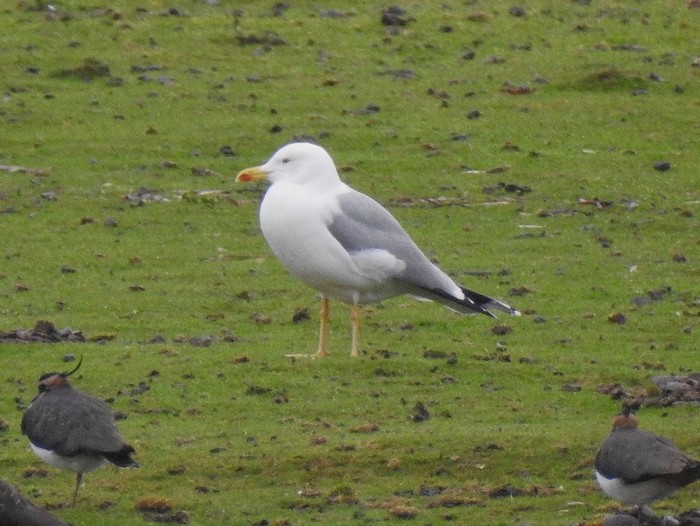 Yellow-legged Gull