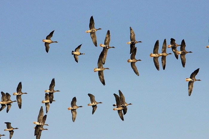 Eurasian White-fronted Goose