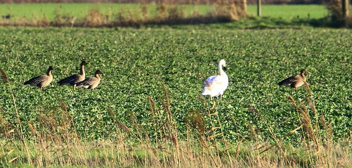 Tundra Bean Goose