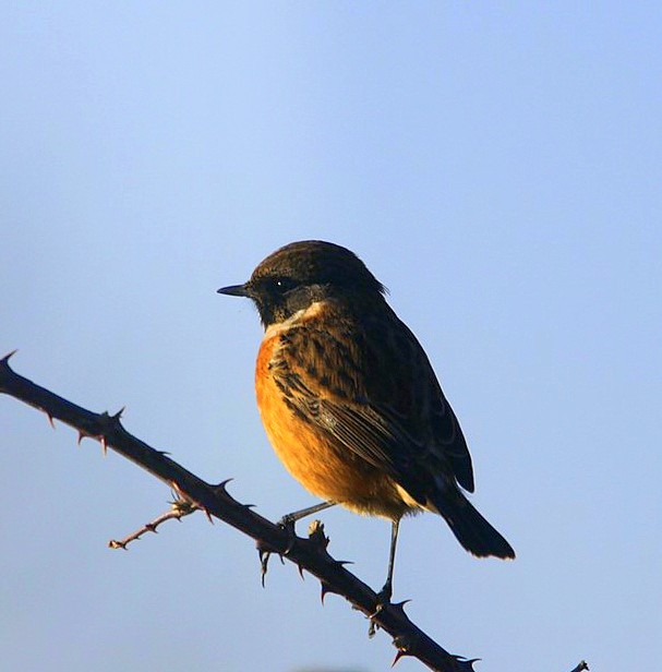 Stonechat