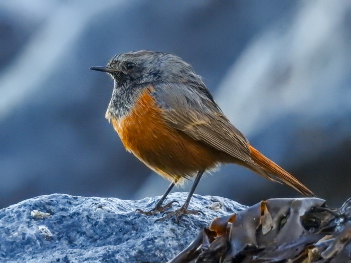 Eastern Black Redstart