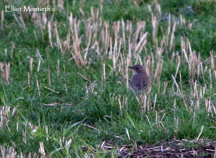 Black-throated Thrush